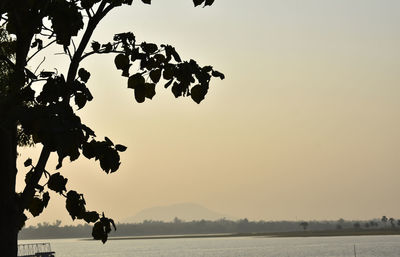 Silhouette tree by lake against sky during sunset