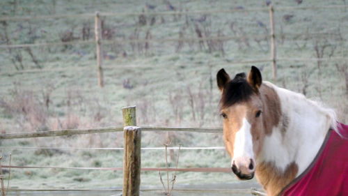 Portrait of a horse