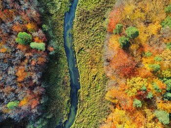 High angle view of trees in forest during autumn