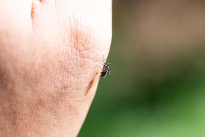 Close-up of insect on hand