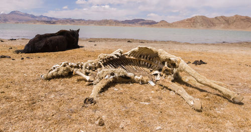 Scenic view of desert