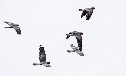 Low angle view of seagull flying in sky