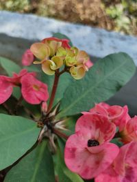 Close-up of pink flowering plant