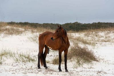 Horse standing on field during winter