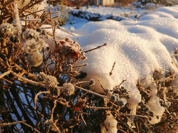 Close-up of frozen plants on field