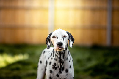 Portrait of a dog