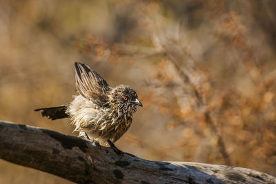 Close-up of bird perching on branch