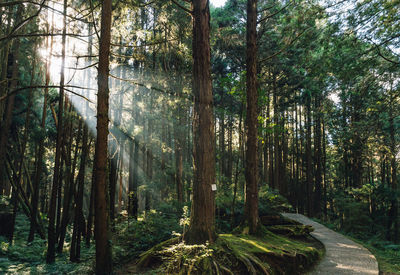 Scenic view of forest