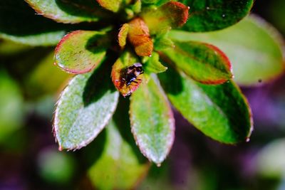 Close-up of insect on plant