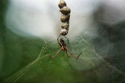 Close-up of spider on web