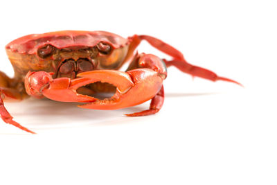 Close-up of food over white background