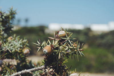 Close-up of fruit on tree against sky