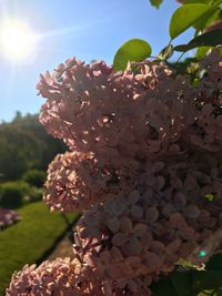 Close-up of pink flowers blooming on tree