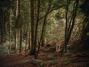 Trees in forest