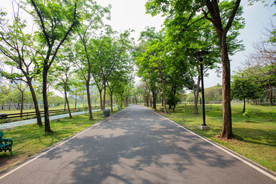 Road amidst trees