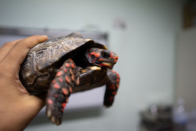 Cropped hand of veterinarian examining tortoise in hospital