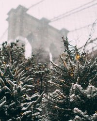 Close-up of snow on tree