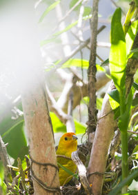 Close-up of parrot perching on branch