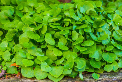 Full frame shot of green leaves