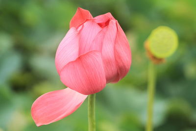 Lotus is the embodiment of truth, goodness and beauty in people's minds