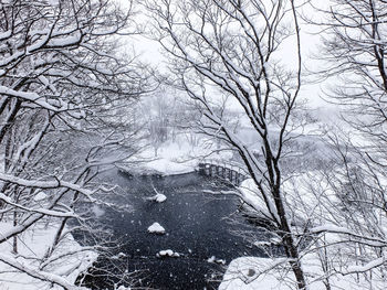Low angle view of snow covered bare trees
