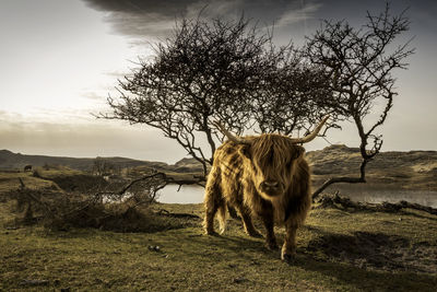 Highland cattle on field against cloudy sky