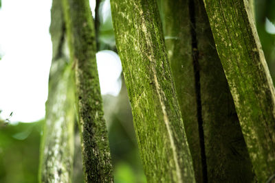 Close-up of bamboo on tree trunk