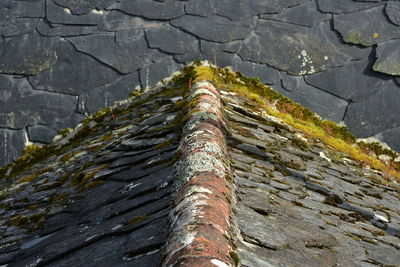 Low angle view of moss on rock