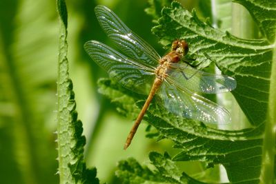 Common darter dragonfly on plant