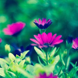 Close-up of pink flower