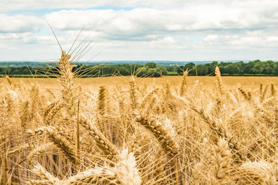 Wheat growing on field against cloudy sky