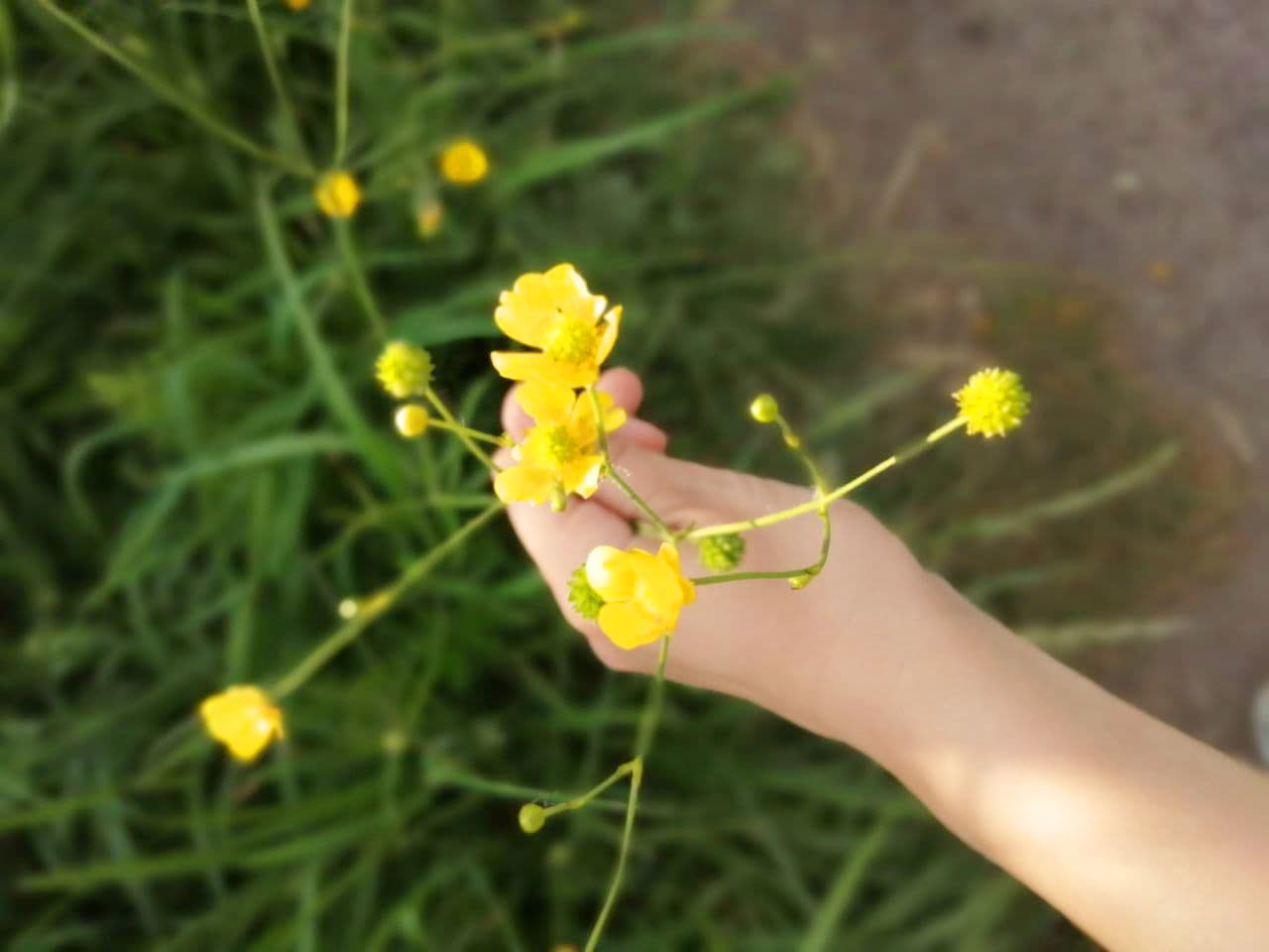 CLOSE-UP OF HAND HOLDING YELLOW FLOWERING PLANTS