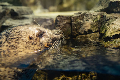 Close-up of an animal