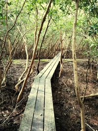 Trees in forest