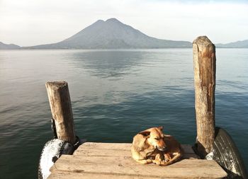 Dog relaxing on wooden post by sea