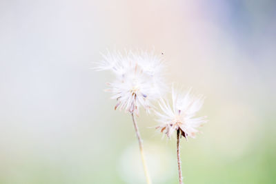 Close-up of white dandelion flower