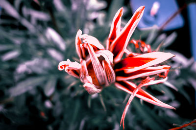 Close-up of red flower