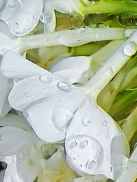 Close-up of leaves in water