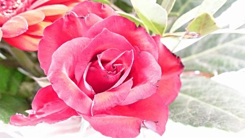 Close-up of pink rose