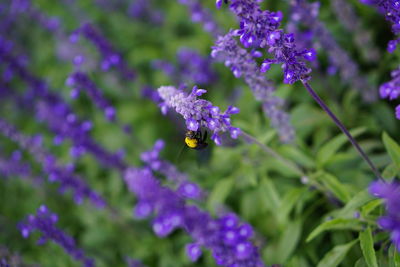 Close-up of bee pollinating on purple flowering plant