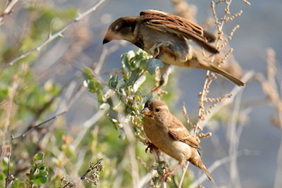 Bird perching on a branch