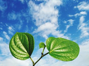 Low angle view of green leaves against sky