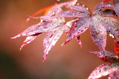 Close-up of raindrops on maple leaves