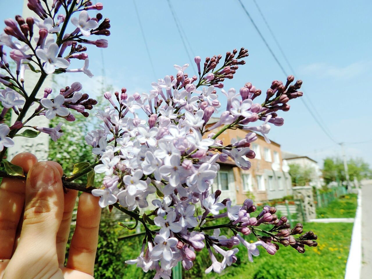 flower, human hand, fragility, human body part, real people, one person, blossom, springtime, growth, nature, freshness, day, beauty in nature, tree, outdoors, building exterior, close-up, flower head, sky, people