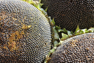 Full frame shot of sunflower