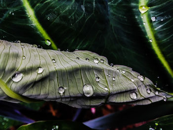 Close-up of wet plant leaves during rainy season