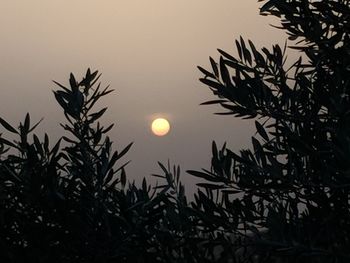 Low angle view of silhouette plants against sky at night