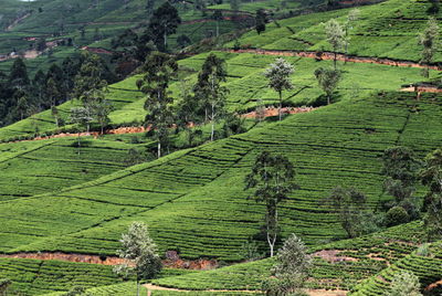 Scenic view of green field