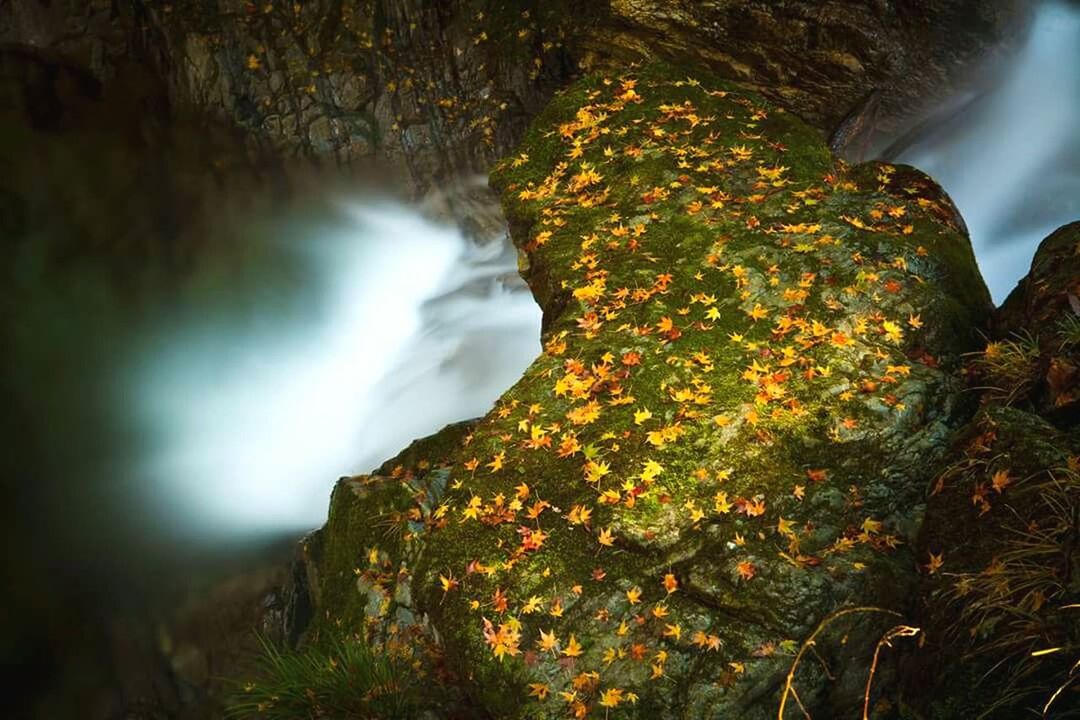 VIEW OF FLOWERS ON MOUNTAIN