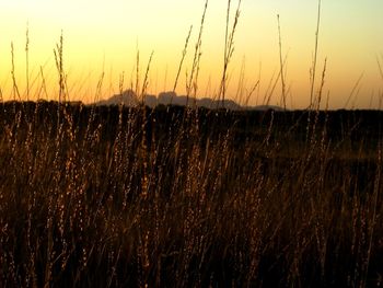 Close-up of wheat field against sky at sunset